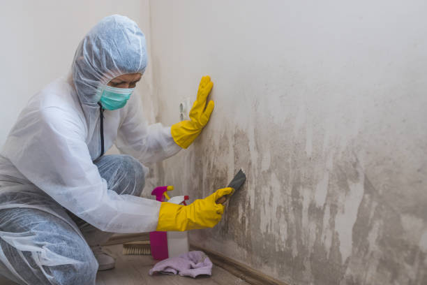 Best Post-Flood Mold Remediation in Parma, ID